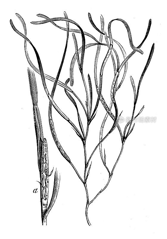古植物学插图:草、大叶草