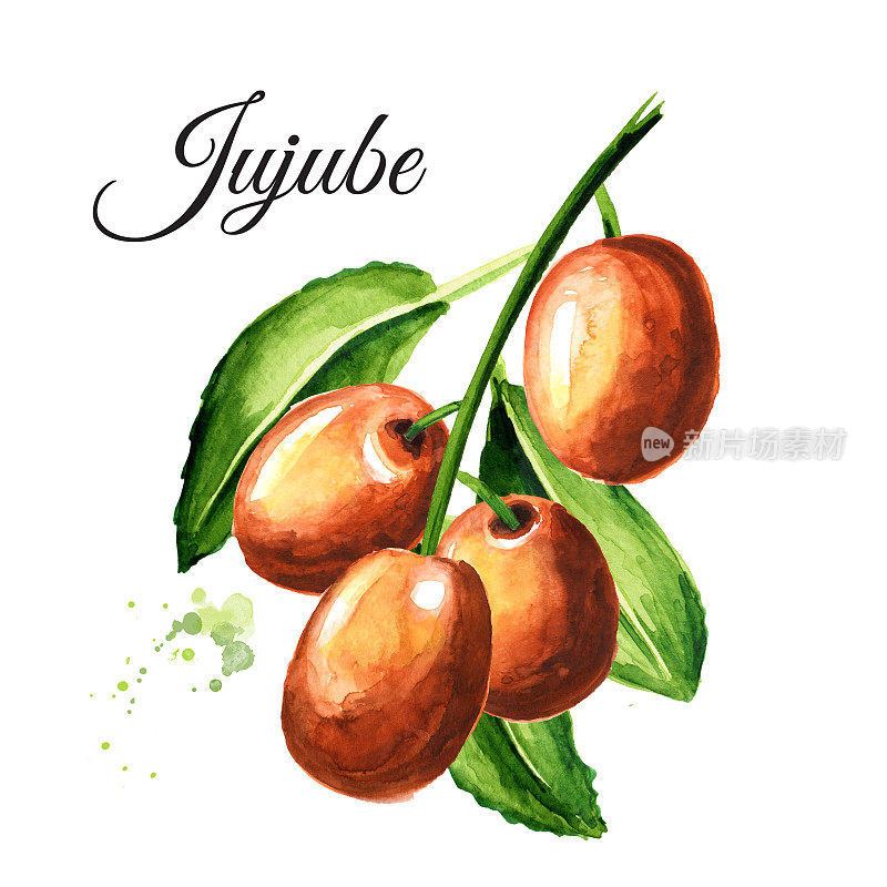 枝条上有鲜果，酸枣和绿叶，手绘水彩，白色背景上单独的插图