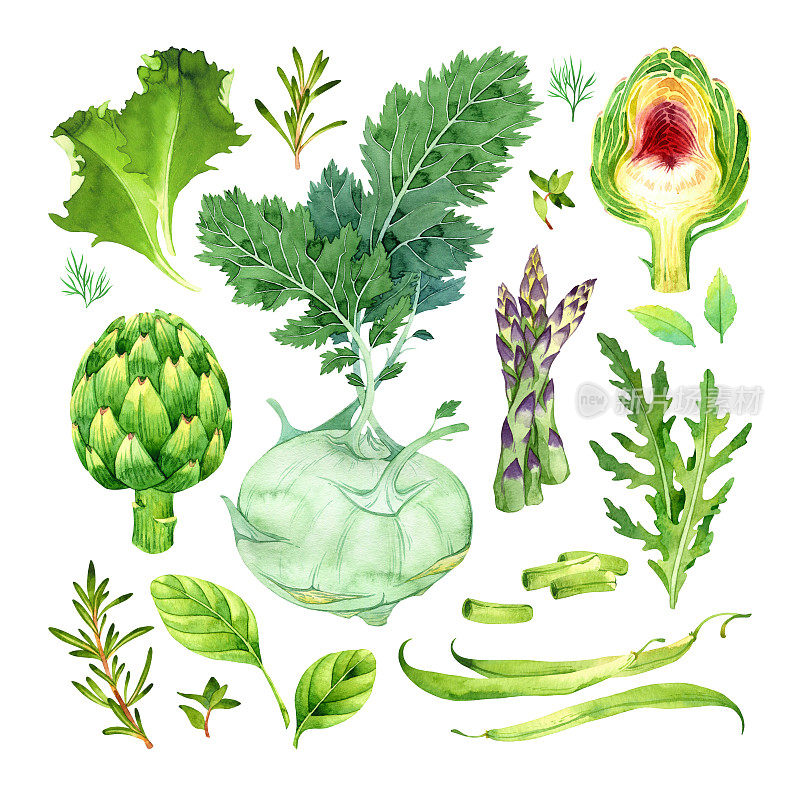 水彩隔离套绿色蔬菜:大头菜，朝鲜蓟，芦笋，青豆，菠菜，芝麻菜，迷迭香，百里香