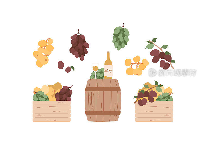 葡萄园。木桶与葡萄酒和瓶子在工艺包装。箱装水果，孤立的杏子，葡萄，李子，桃枝。