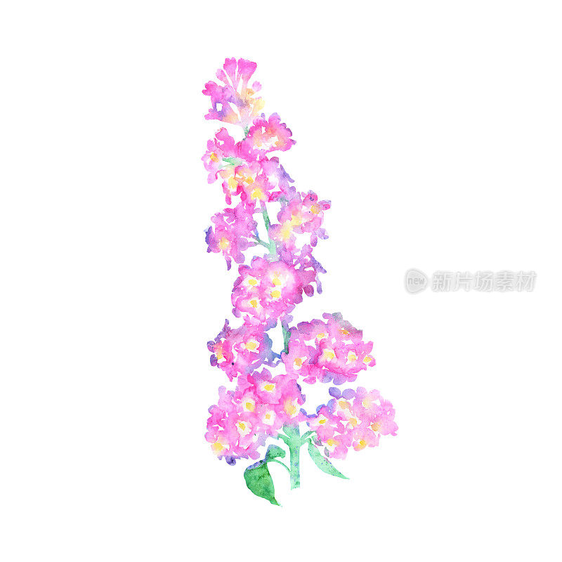 丁香花水彩画栅格插图