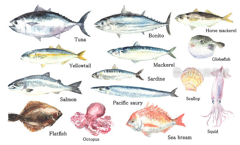 用水彩画的鱼和海鲜插图集