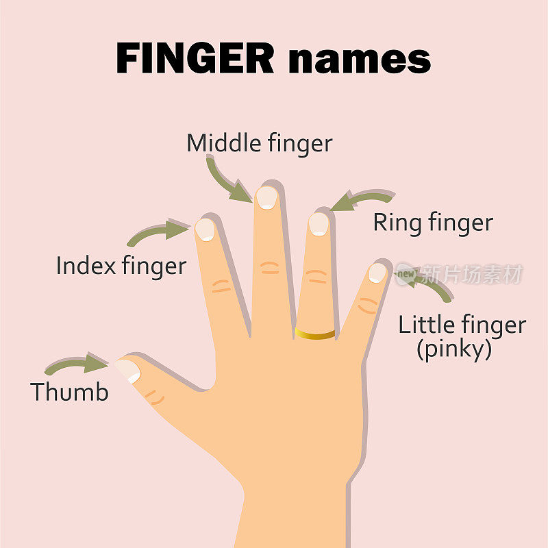 手指的名称