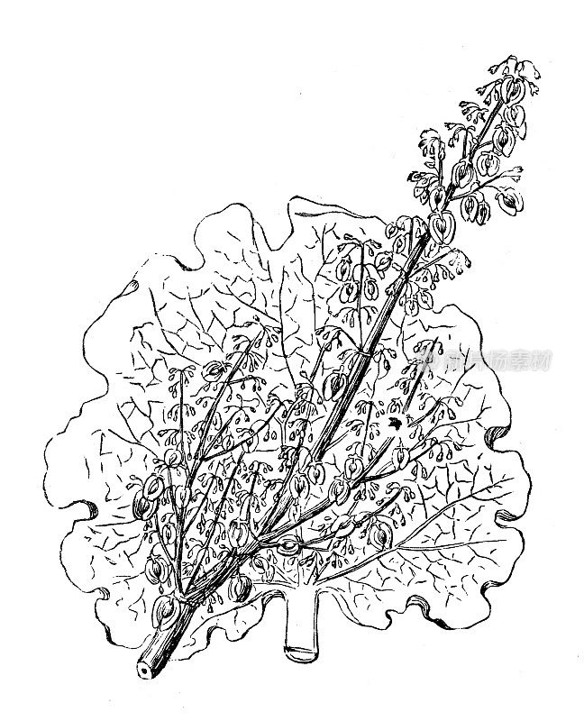 古董雕刻插图:横纹大黄