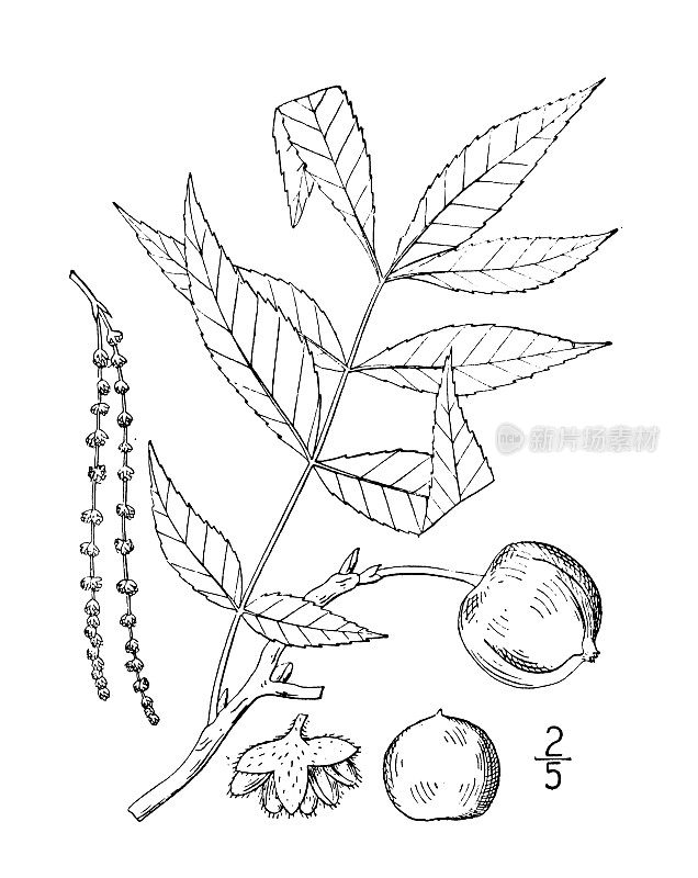 古植物学植物插图:小山核桃，苦坚果，沼泽山胡桃