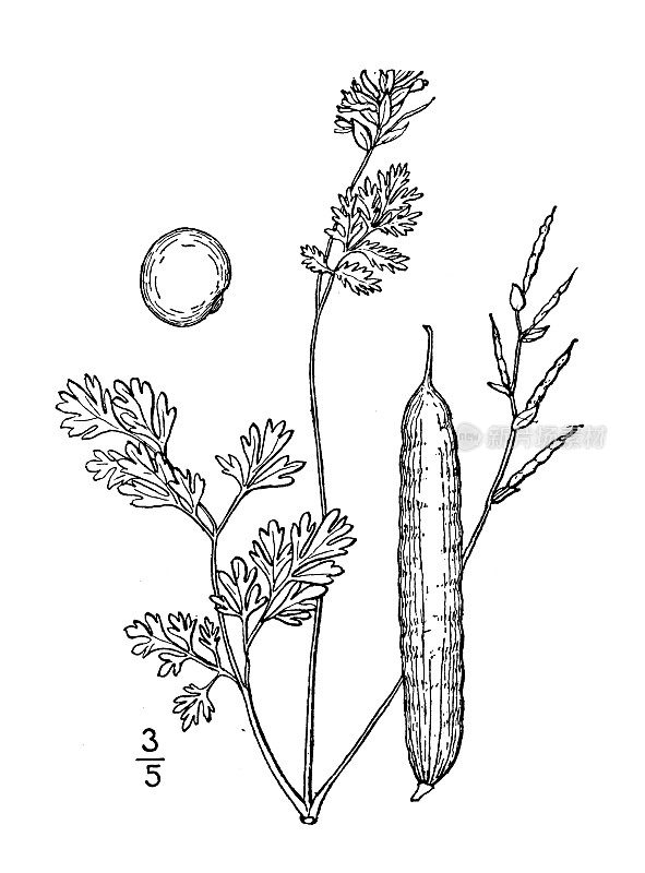 古植物学植物插图:毛茛，小花延胡索