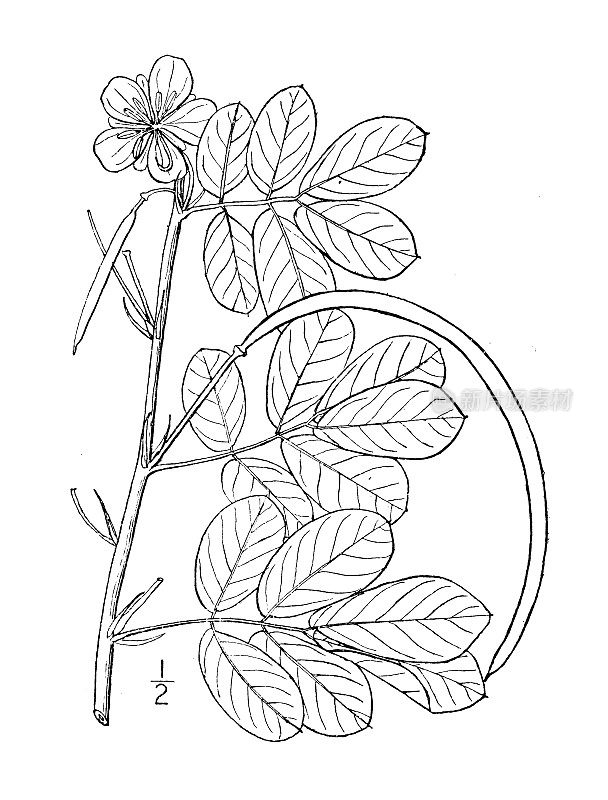 古植物学植物插图:桂枝，低塞纳