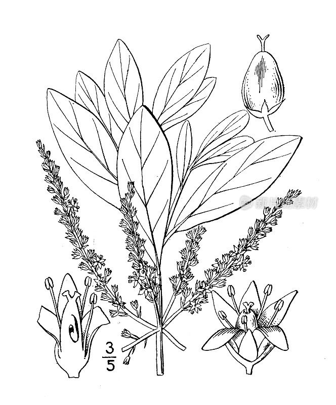 古植物学植物插图:西利亚总状植物，南方皮革木，铁木