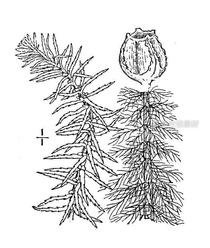 古植物学植物插图:羽绿叶藻、羽绿叶藻