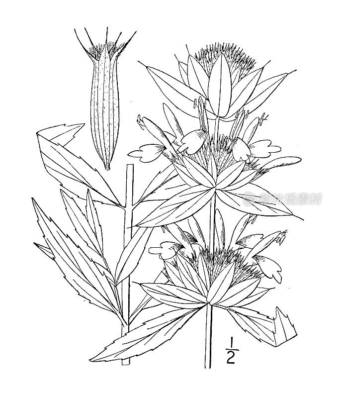 古植物学植物插图:柠檬蒙纳达，柠檬蒙纳达