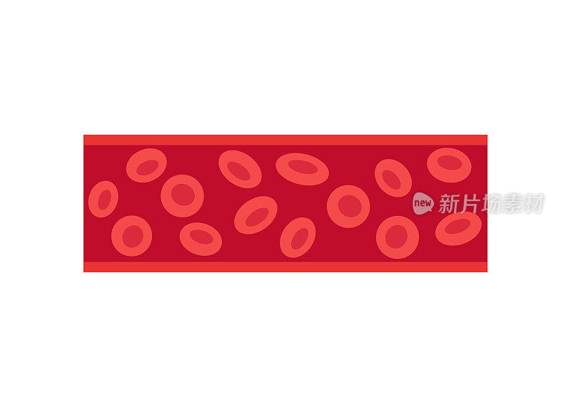正常血管、静脉中有红细胞细胞。健康血管流动。血管循环良好。矢量图