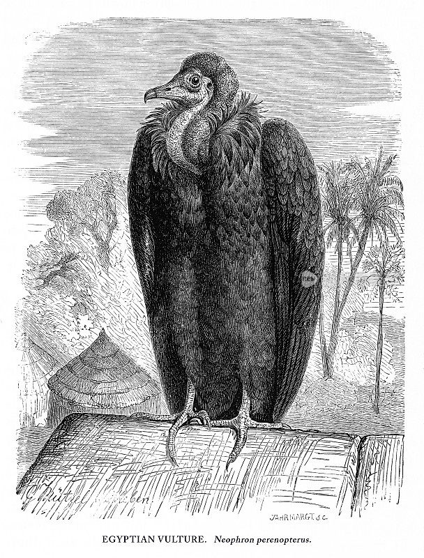 埃及秃鹫，鸟，古董美国雕刻:自然历史，1885年