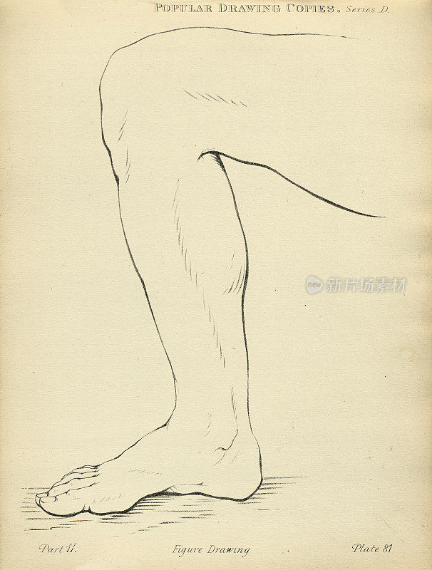 人体腿素描，19世纪维多利亚艺术人物的复制品