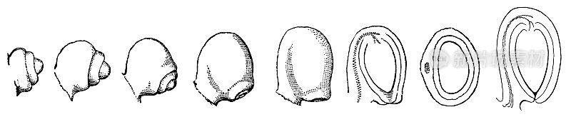 白玉兰花胚珠被盖发育的进程和19世纪的剖面图