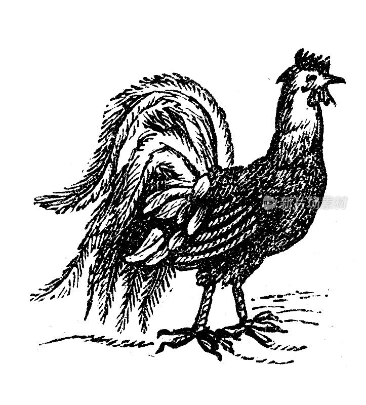 古玩雕刻插图:公鸡