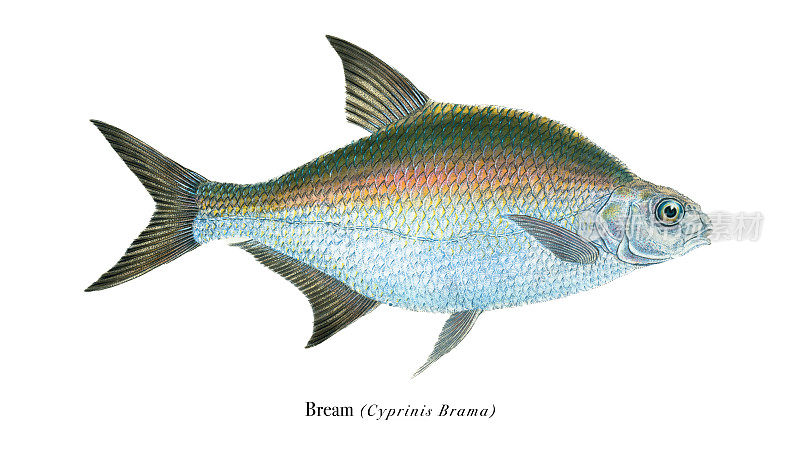 海鲷鱼插图彩色印刷1808年