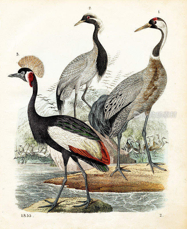 鹤类:普通鹤、小鹤、黑冠鹤彩板插图1855