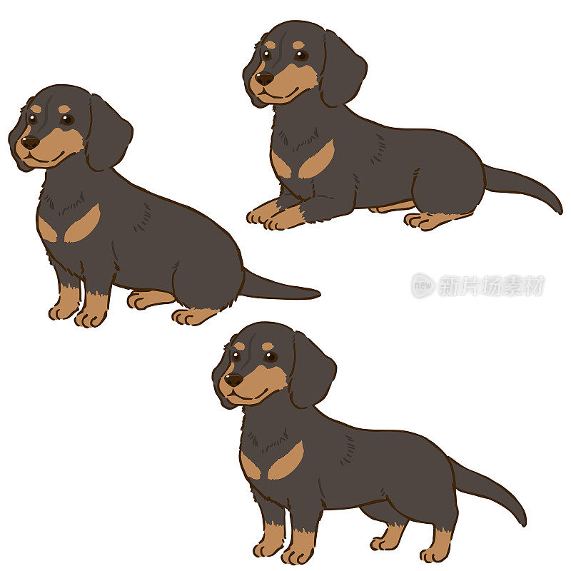 各种姿势的腊肠犬(光滑的皮毛，黑色和棕色)
