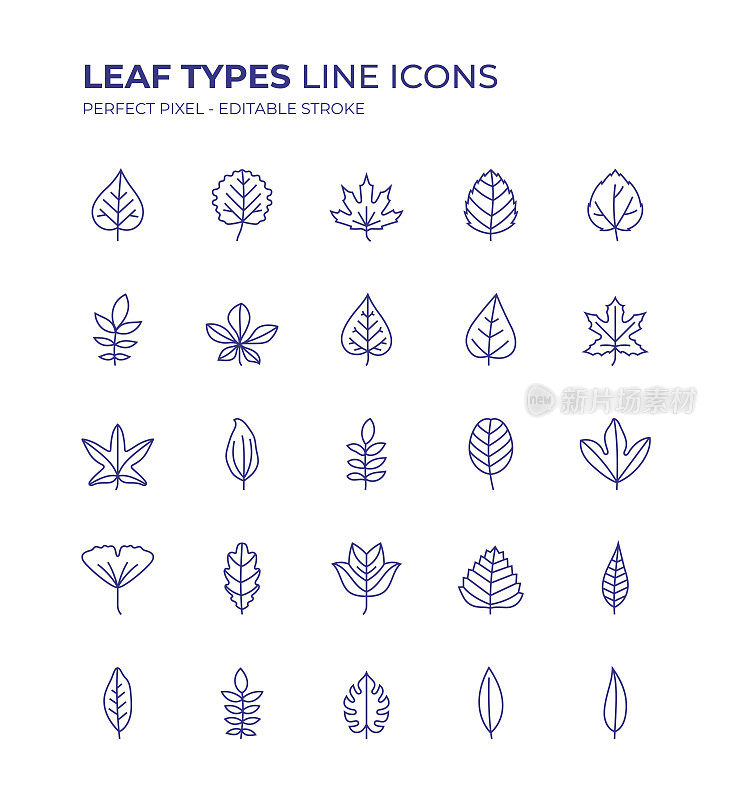 叶子类型可编辑的线条图标集包含这样的图标枫叶，橡树叶，银杏叶，桑叶，月桂叶，黄樟叶，棕榈叶等