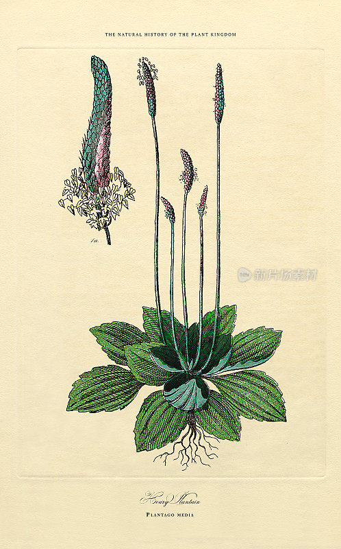 开花植物，植物王国，维多利亚植物插图，大约1853年