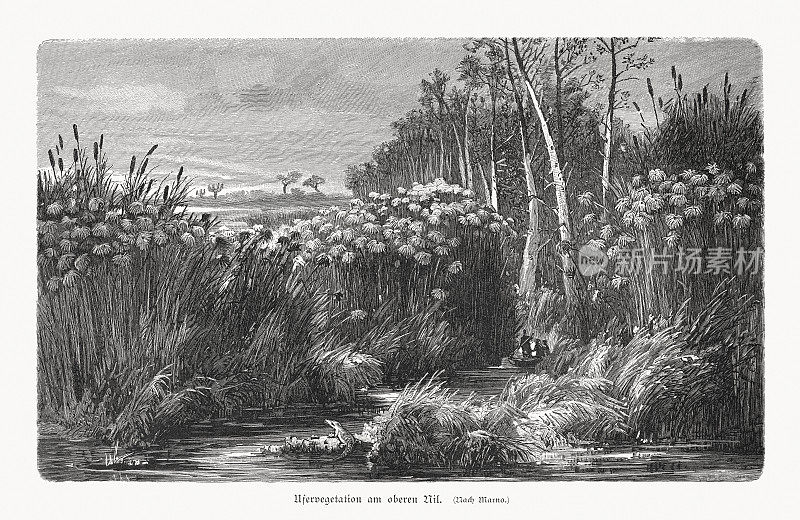 尼罗河上游的河岸植被，木刻，1897年出版