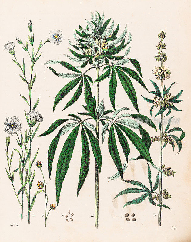 大麻植物插图1853年
