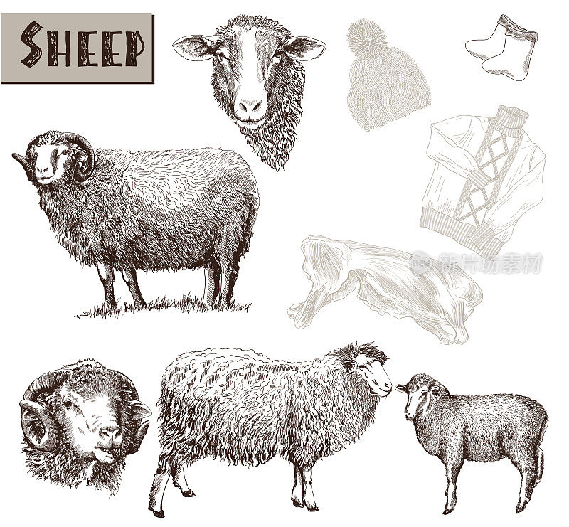 绵羊育种