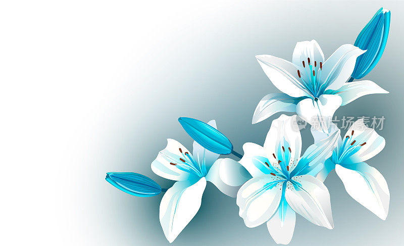 白色和蓝色盛开的花朵