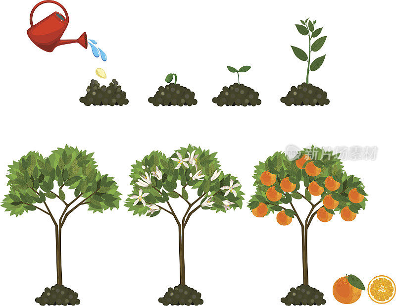 从种子生长到橘子树的植物。植物生命周期