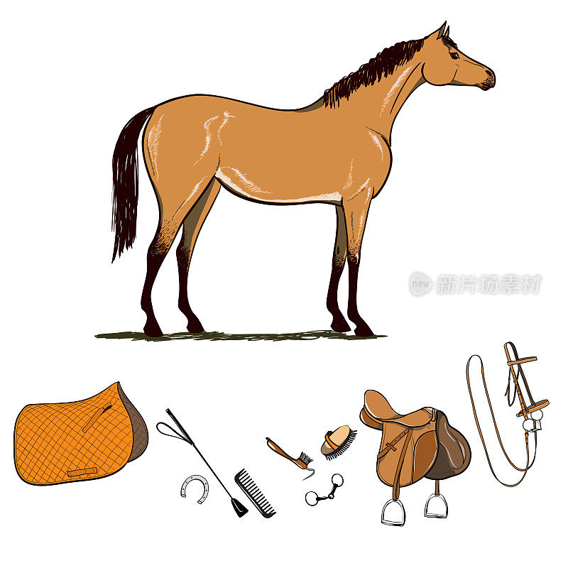 骑马工具套装。马笼头，马鞍，马镫，马刷，马嚼子，马笼头，马具，马鞭。