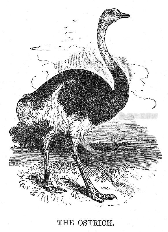 鸵鸟鸟雕刻1869年