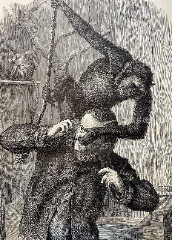 猴子以攻击人的鼻子为乐