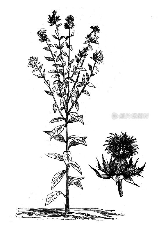 古植物学插图:红花(红花)