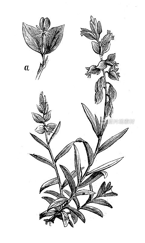 古植物学插图:远志、乳草、蛇根