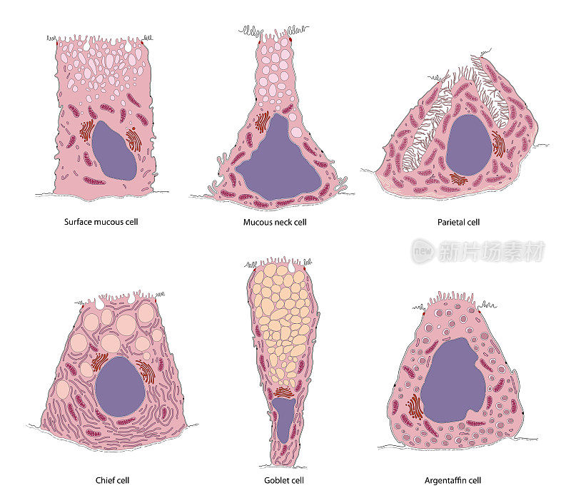胃腺和细胞类型