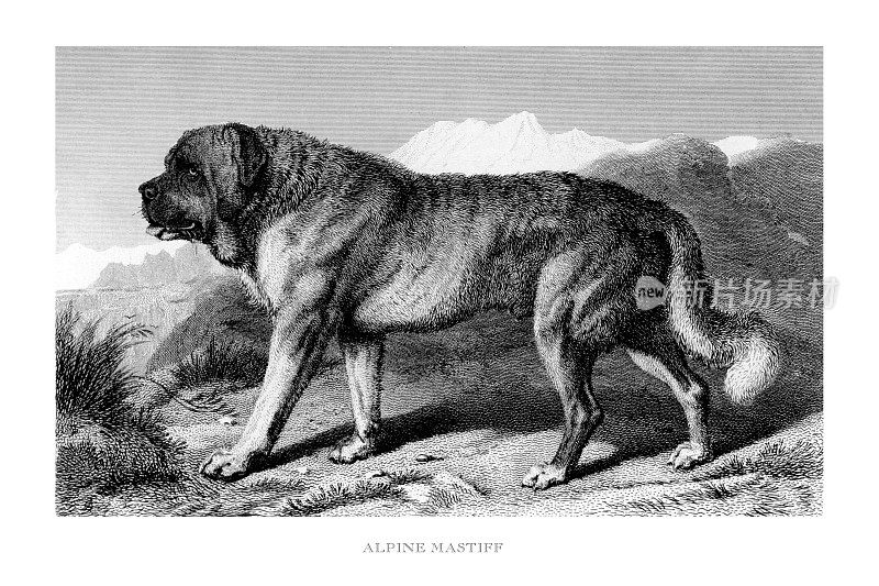 肖像的阿尔卑斯獒犬雕刻插图
