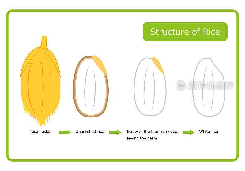 英文版本的大米结构图，谷壳，糙米，胚芽，米糠，白米，米糠层，截面图，简单矢量，英文版本。大米结构图。稻壳。糙米。胚芽大米。白色的米饭。糠层。横截面视图。插图