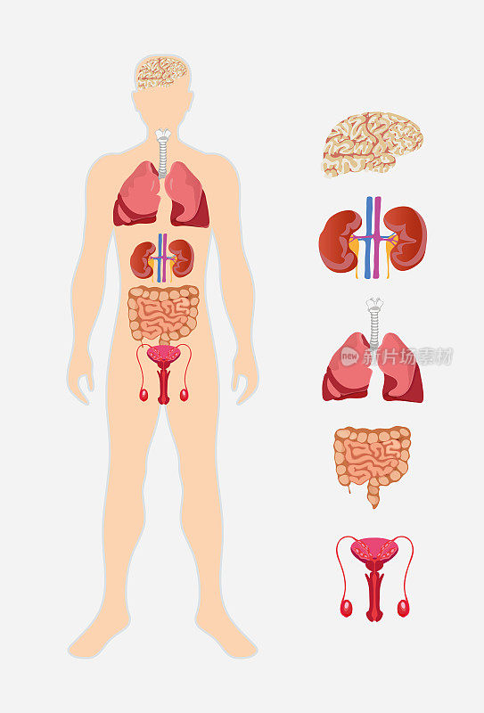 解剖学，人体内部器官图标，人体解剖学。男性身体与器官系统图。医学视觉、教具、导学等教育理念。