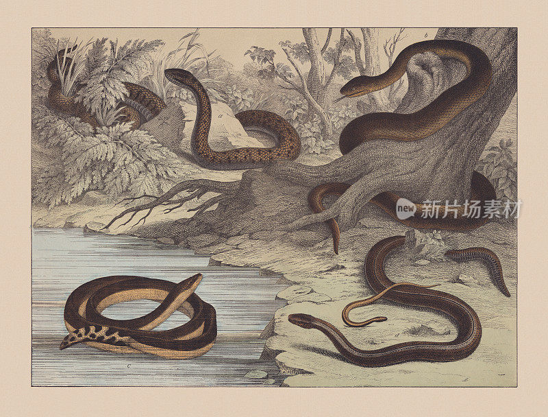 蛇(Ophidia)和蜥蜴(Squamata)，手绘彩色石版，出版于1882年