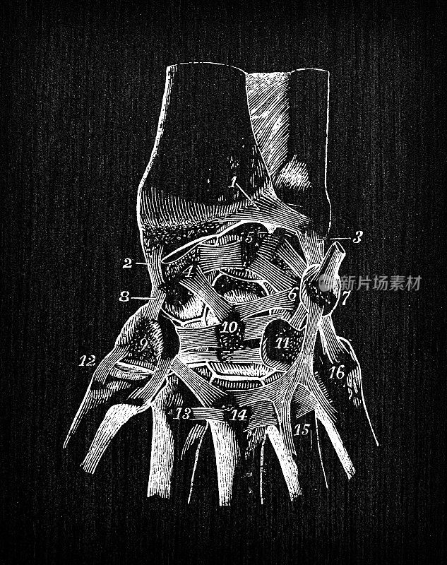 人体解剖学古董插图:腕关节