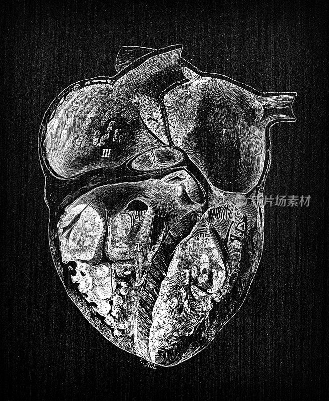 人体解剖学古董插图:人体心脏部分