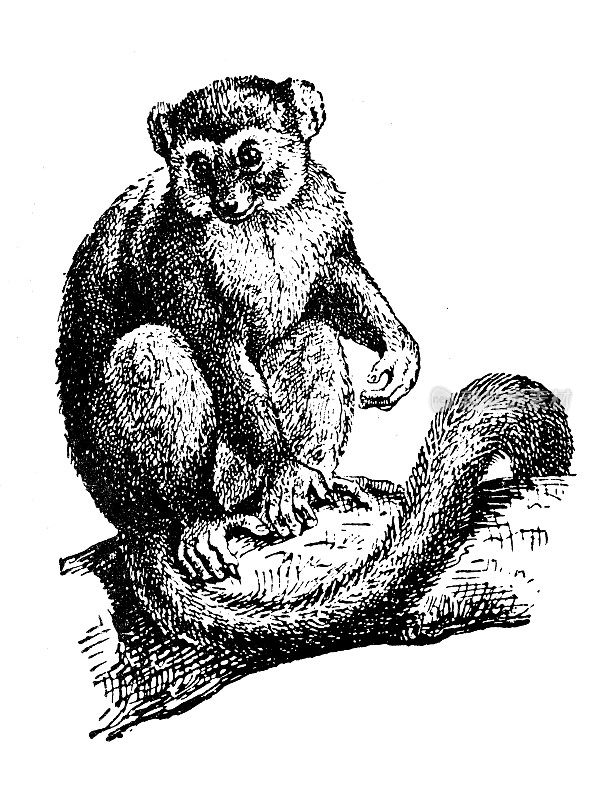 古董插图:狐猴