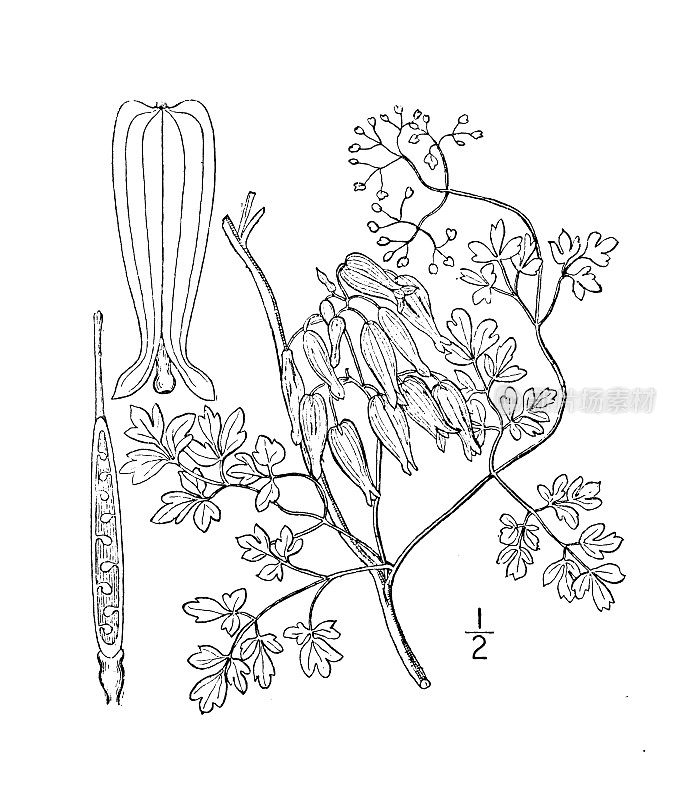 古植物学植物插图:白耳草、爬坡草