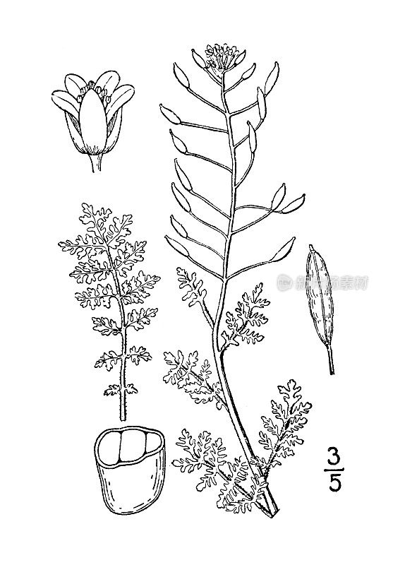 古植物学植物插图:苏菲亚，芥菜