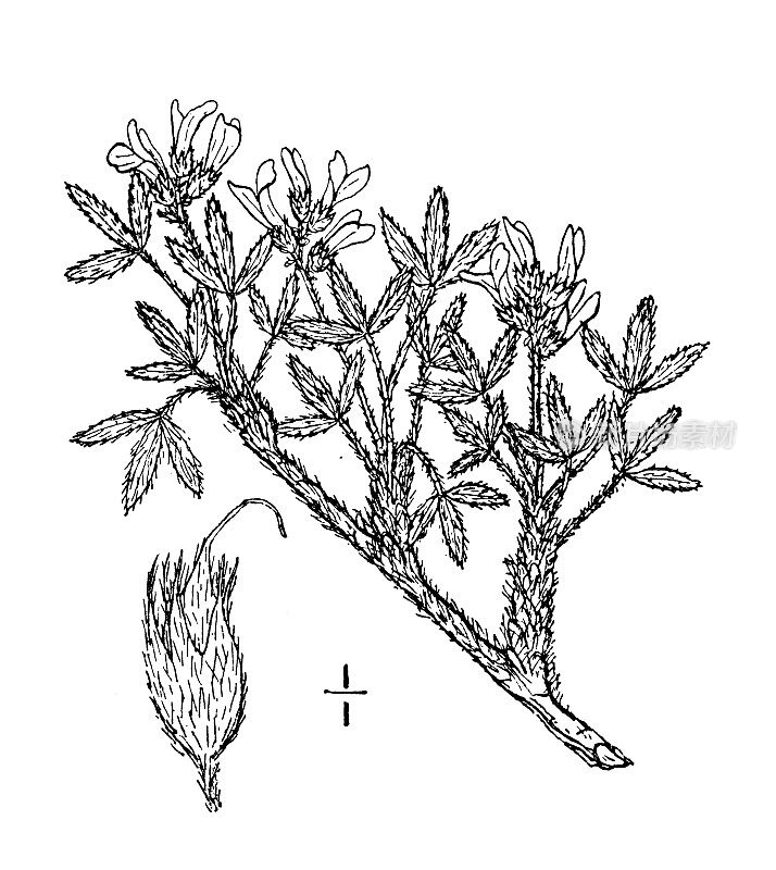 古植物学植物插图:丝光蕨，白乳野豌豆