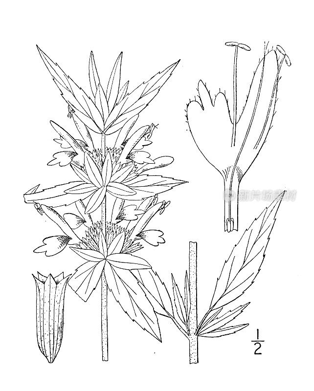 古董植物学植物插图:斑塔蒙纳达，马薄荷