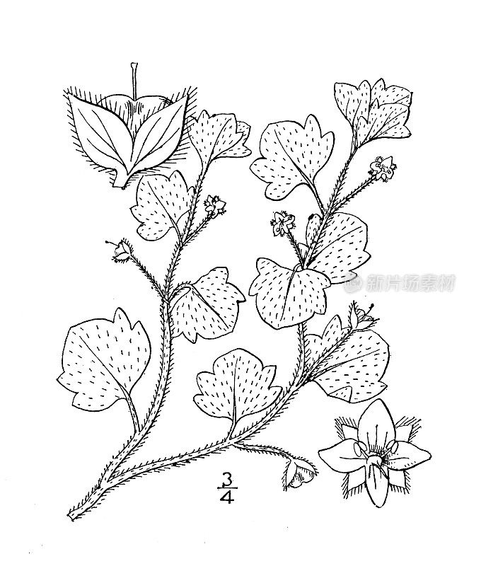 古董植物学植物插图:维罗妮卡hederaefolia，常春藤叶