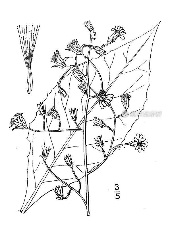 古植物学植物插图:绒毛莴苣，多毛生菜