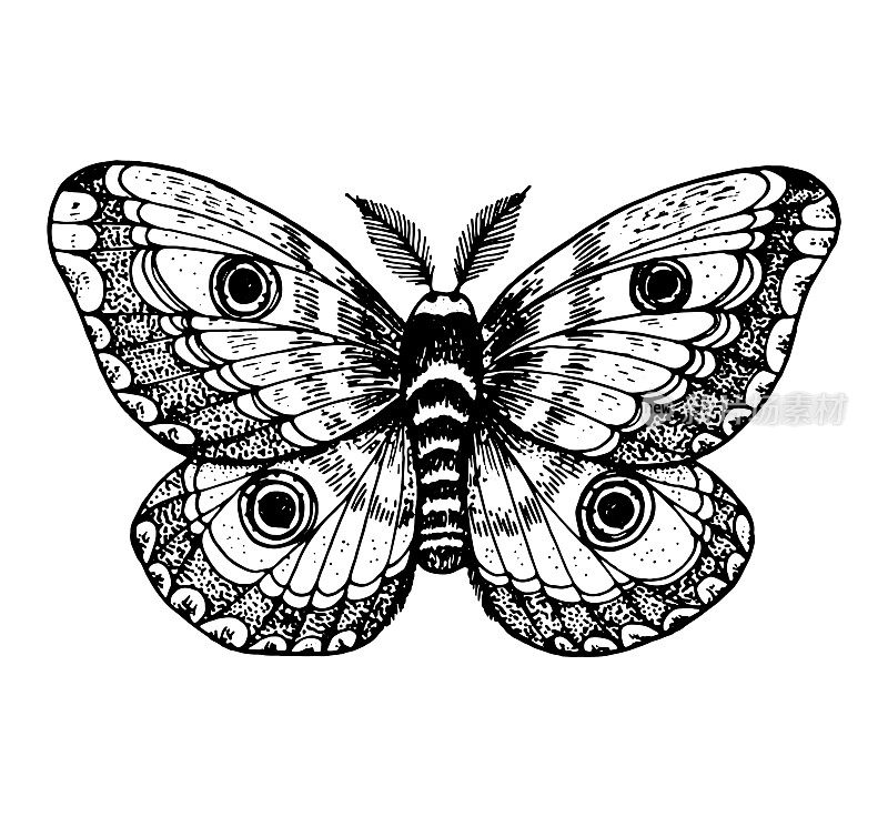 巨型皇蛾手绘矢量插图。土星pyri蝴蝶。版画插图。草图设计。