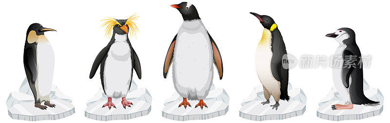 一群不同种类的企鹅站在冰上